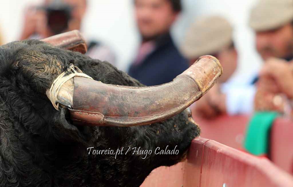 Primeiras touradas do pós-confinamento serão no Alentejo e já em Julho