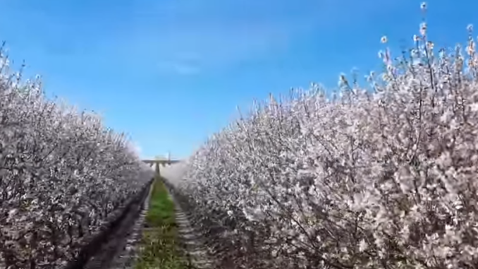 Amendoeiras em flor no Alentejo