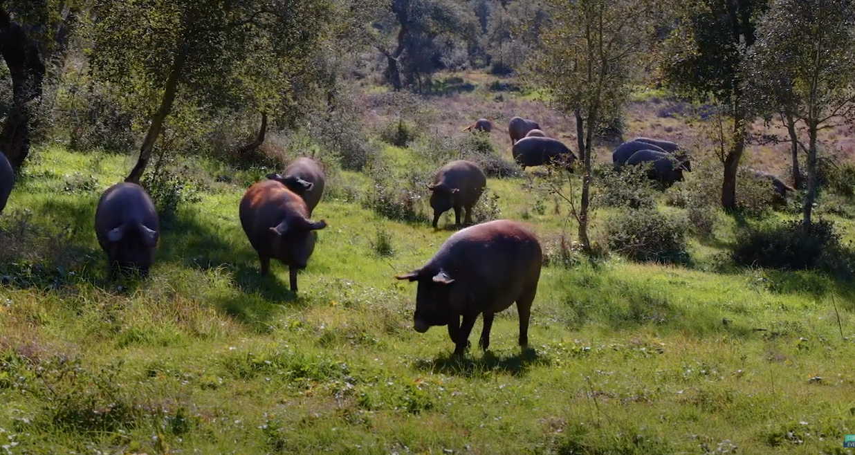 Empresa que trabalha no Alentejo