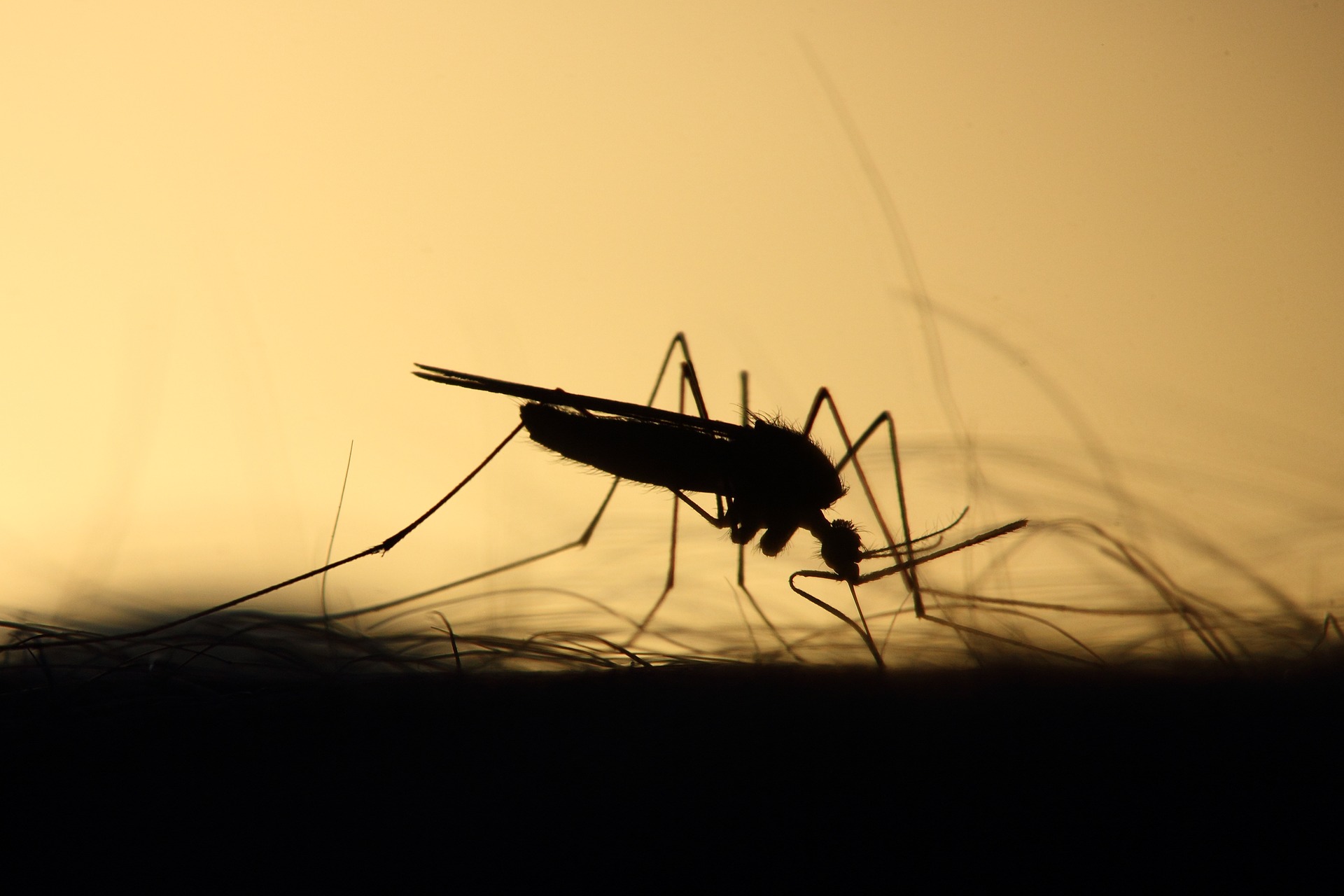 Mosquitos