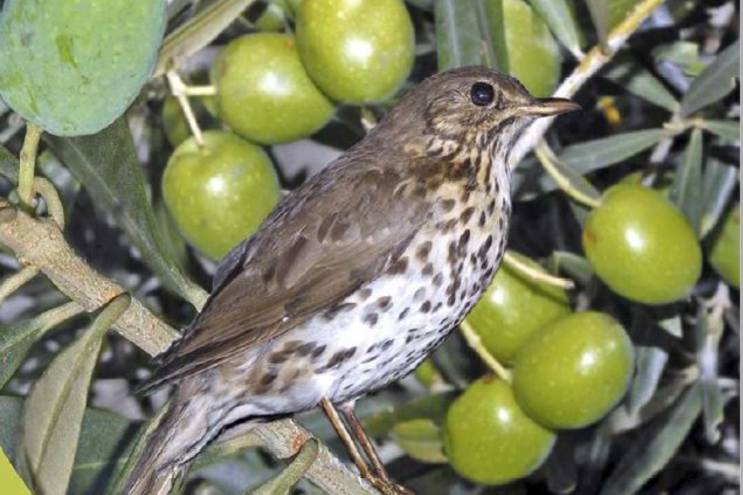 Biodiversidade nos campos continua em declínio. Relatório da SPEA alerta para redução das aves dos meios agrícolas Espantamento de aves