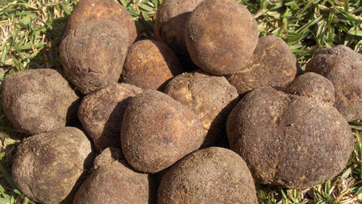 Túberas