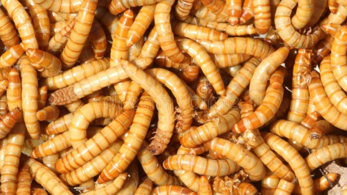 Larvas