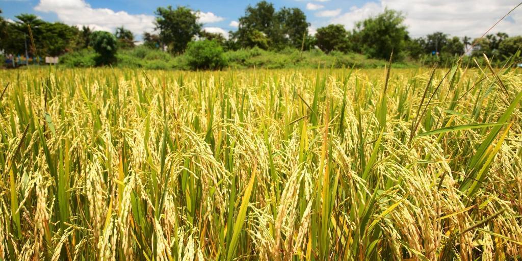 arroz
