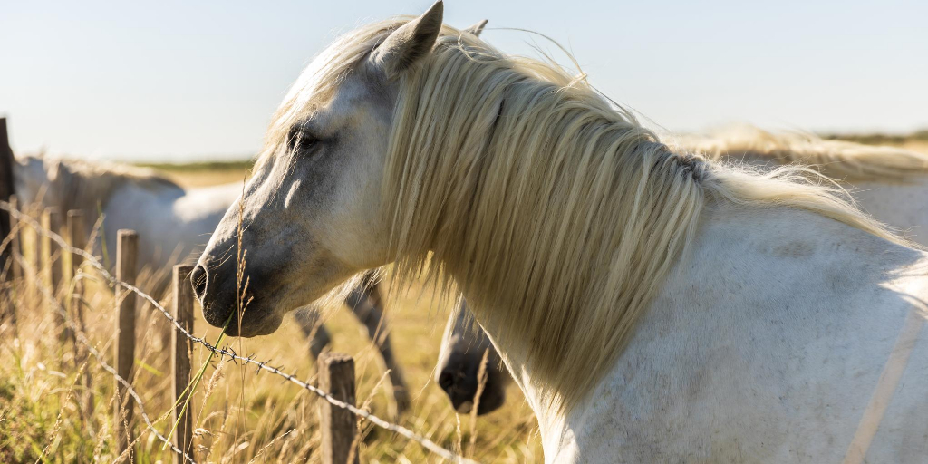 cavalo