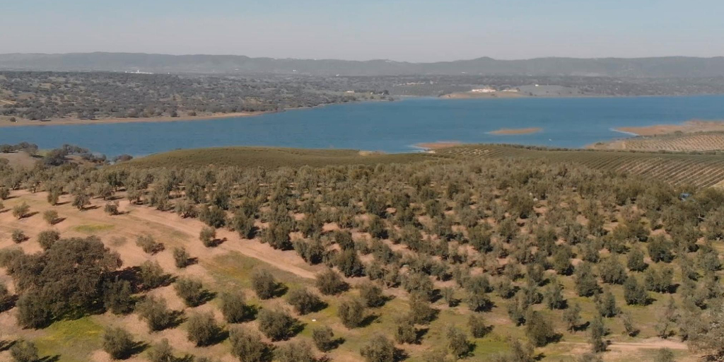 Cooperativa de Moura e Barrancos contra extinção das direções regionais de agricultura Cooperativa de Moura e Barrancos
