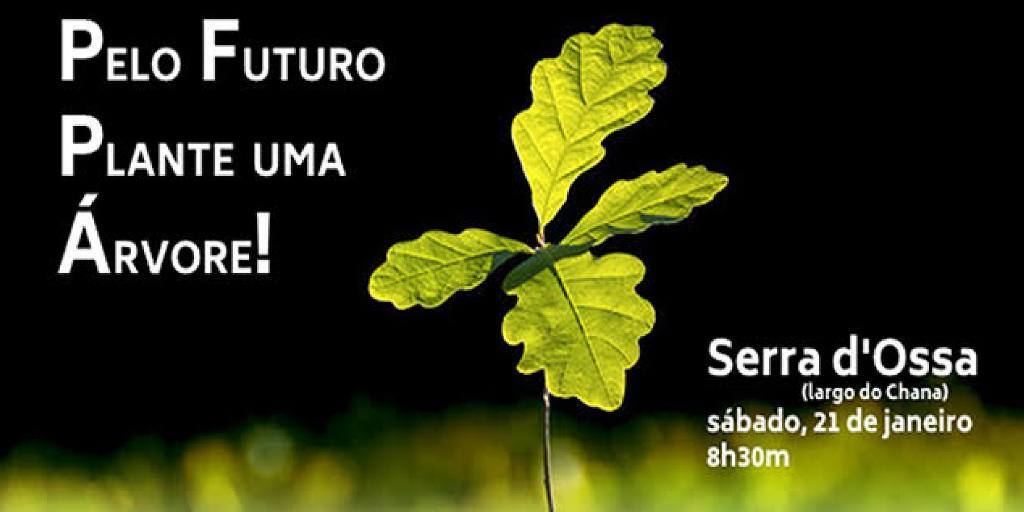 plantação árvores