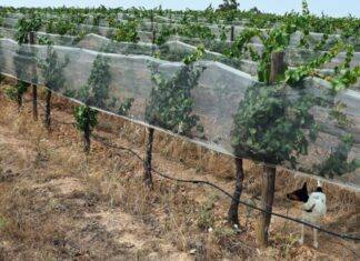 Seca: A herdade que resiste às alterações climáticas Herdade Resiste