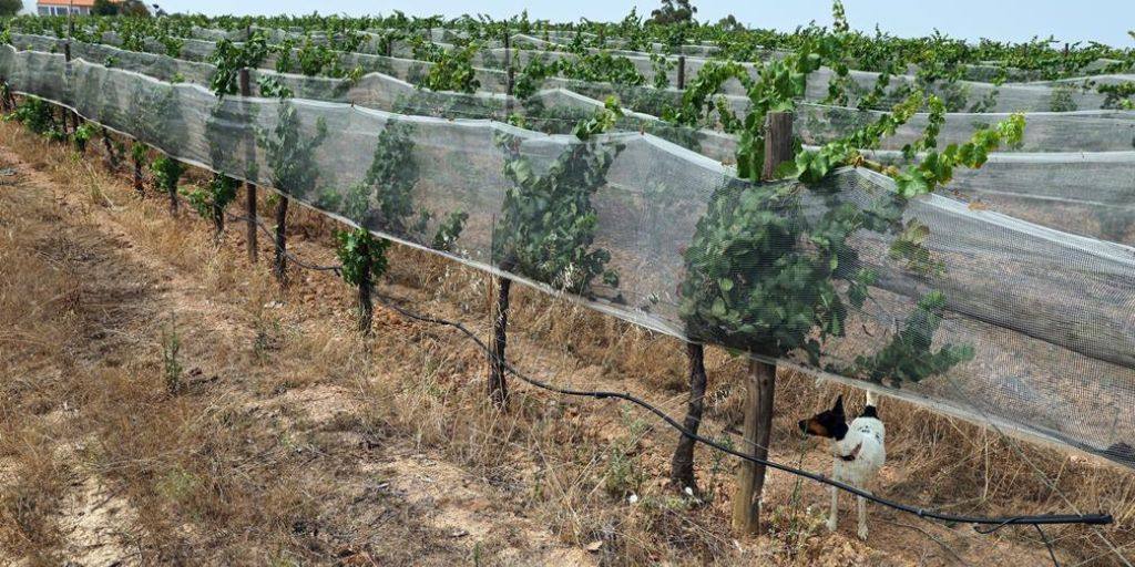 Herdade Resiste