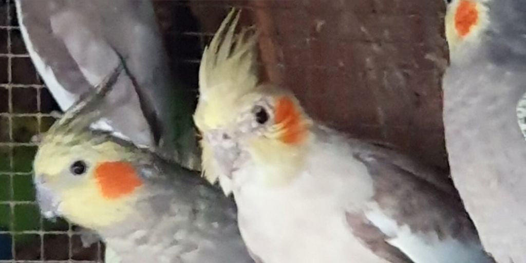 ASAE apreende 73 aves exóticas e desmantela espaço de venda ilícita em Aljustrel