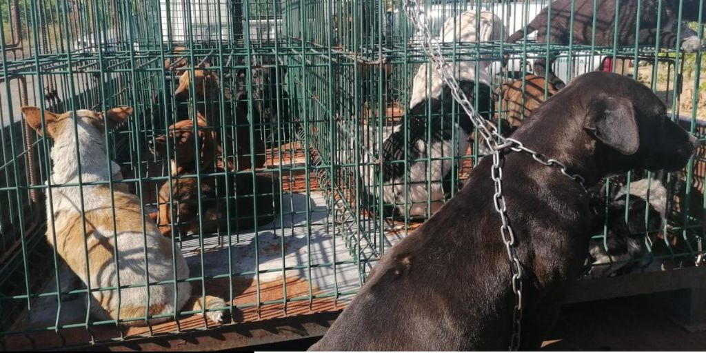 Campo Maior: Detetadas quatro infrações por falta de registo de canídeos