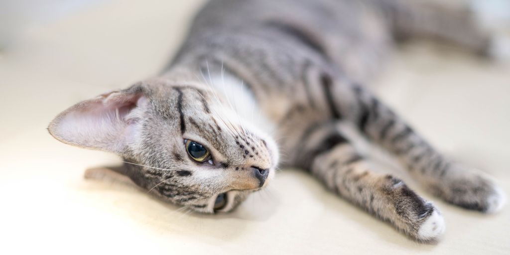 Gatos