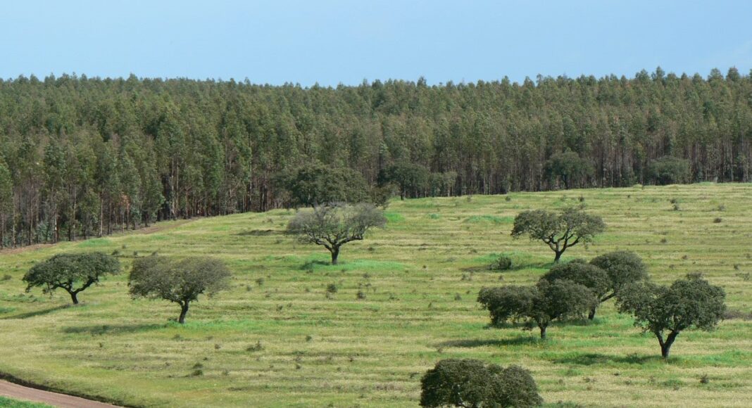 Misericórdias e Navigator firmam parceria para gestão florestal sustentável