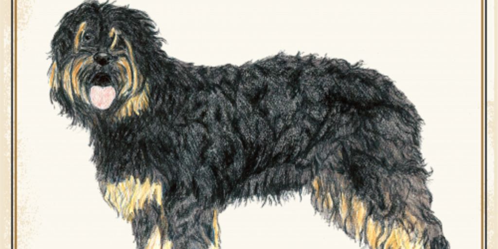 Arronches acolhe 31ª Exposição Canina Nacional do Alto Alentejo