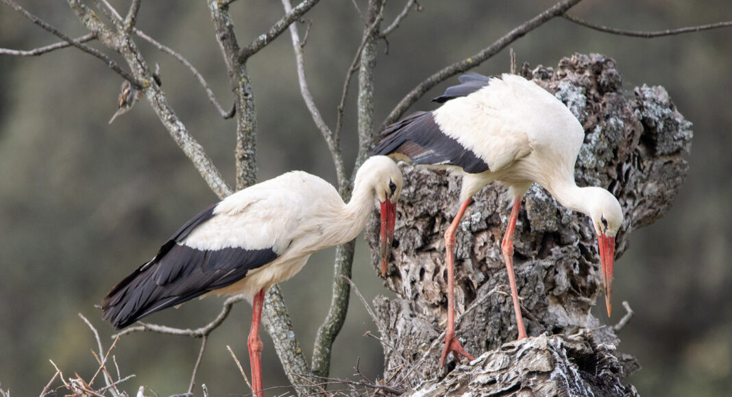 Exposição de fotografia “Fauna em Foco” de Guilherme Ceia inaugura-se em Reguengos de Monsaraz