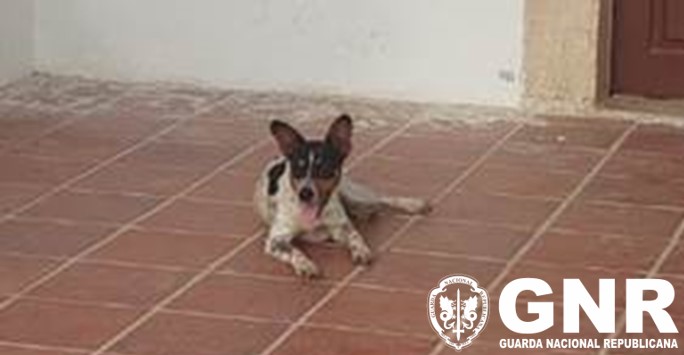 SEPNA recupera animal de companhia perdido em Elvas