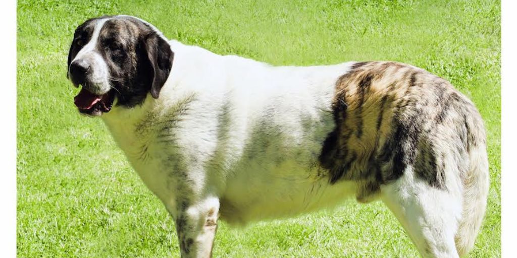 Arronches: Mais de 300 cães na 31.ª Exposição Canina Nacional