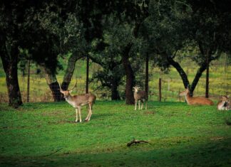 Crato: Herdade da Rocha apresenta programa especial para o Dia de São Valentim