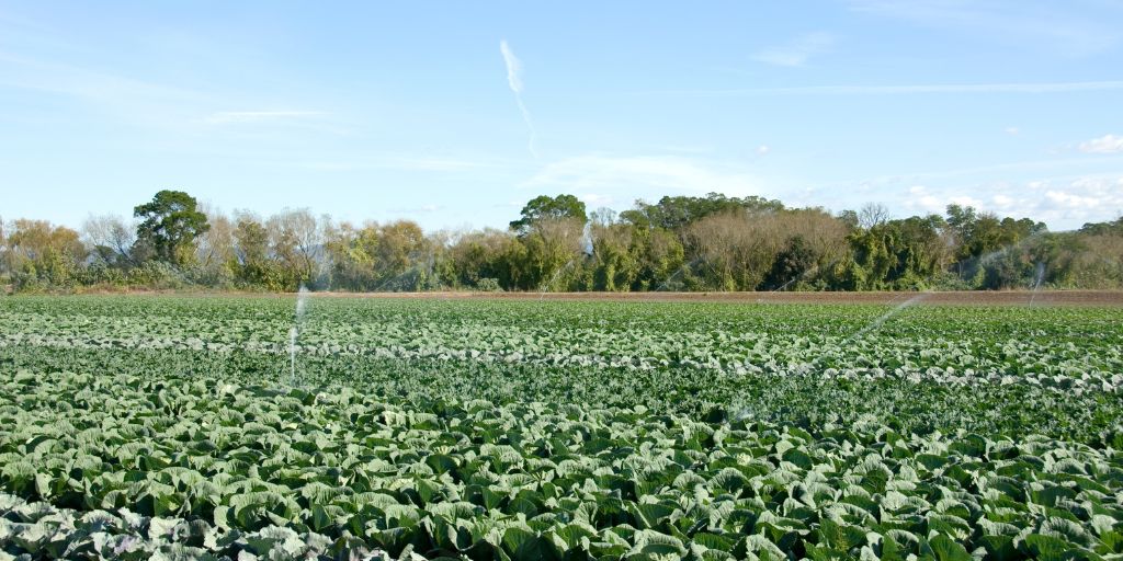 Governo cria Comissão Consultiva Setorial dos Mercados Agrícolas