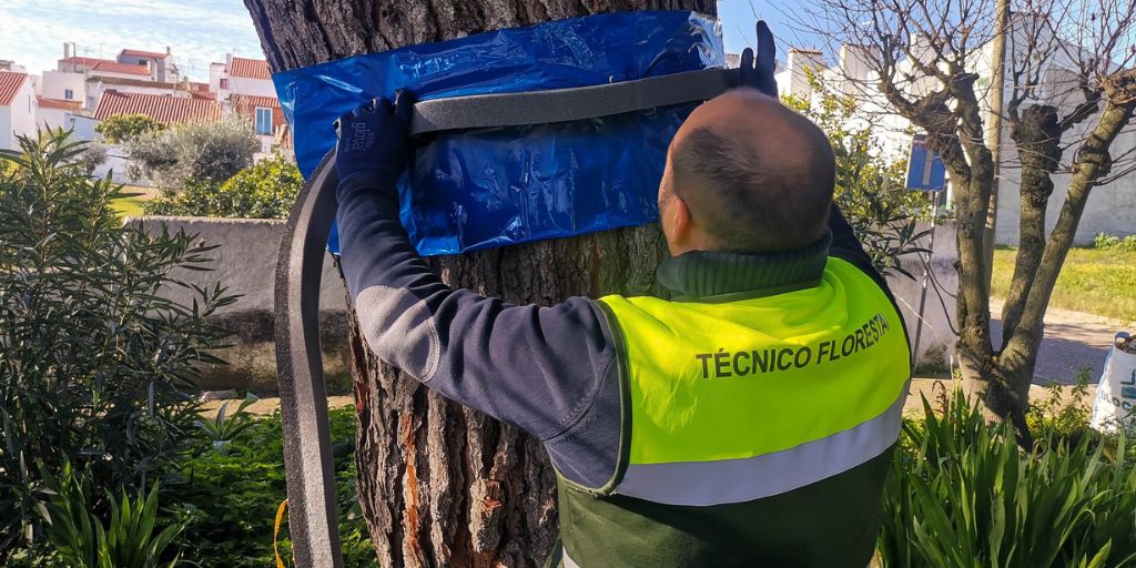 Câmara Municipal de Mora instala armadilhas para controlo da lagarta do pinheiro