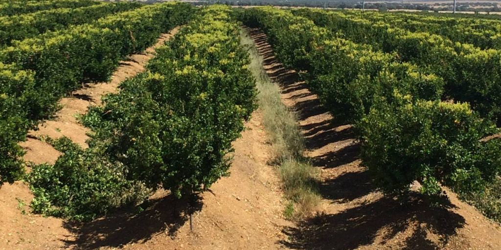 Grupo Agrihold conclui venda dos seus ativos agrícolas em Ferreira do Alentejo