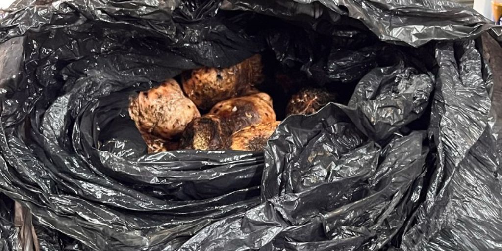 Ponte de Sor: GNR detém três homens por furto de produtos agrícolas em propriedade privada