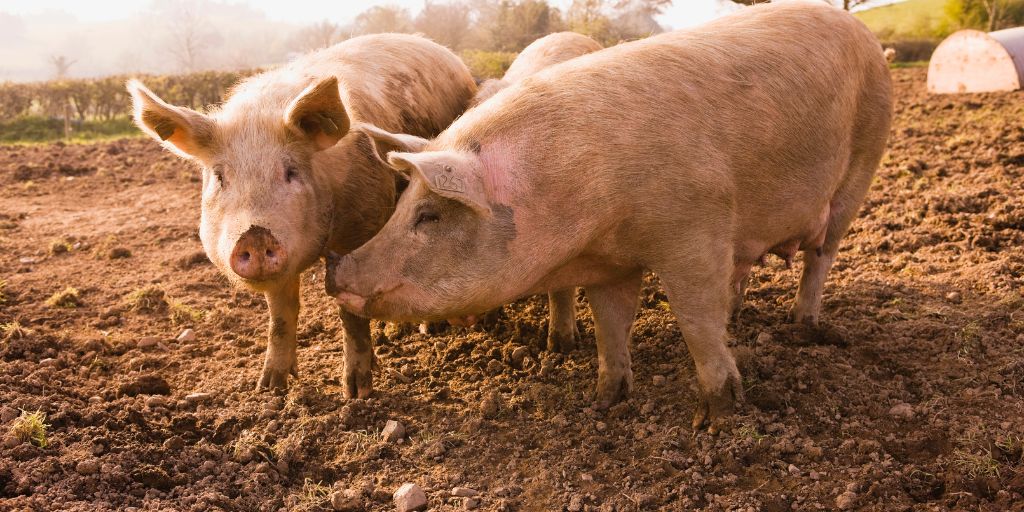 Agricultura: Cotação dos suínos regista subida no Alentejo na última semana de março