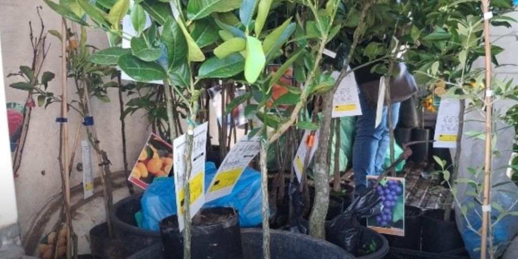 ASAE apreende 177 plantas de citrinos em operação de fiscalização