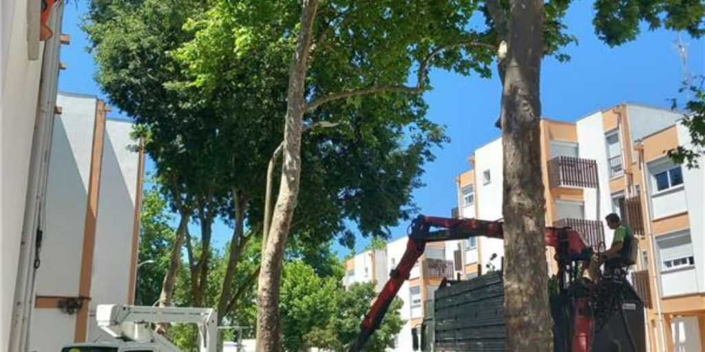 Município de Beja realiza trabalhos de arboricultura urbana para manutenção das árvores da cidade