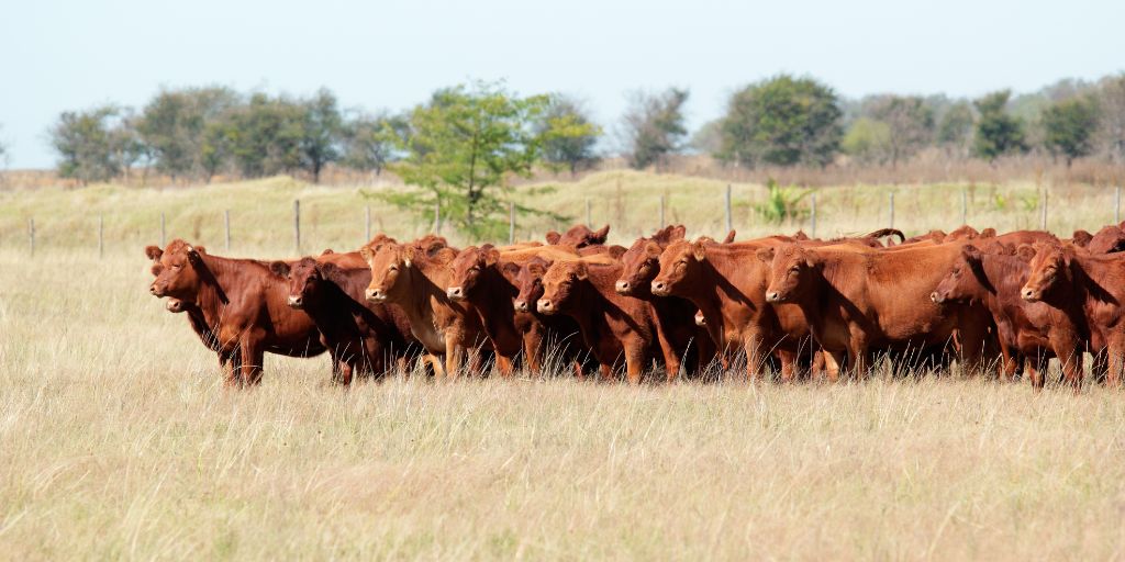 Agricultura: Cotações dos bovinos sobem no Alentejo na última semana de maio