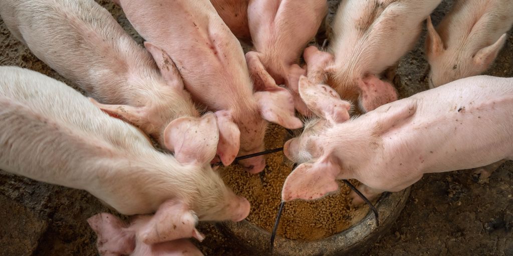 Agricultura: Leitões em queda no Alentejo marcam semana estável no mercado suinícola