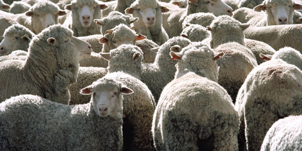 Agricultura: Alentejo regista descida nas cotações dos borregos e cabritos na semana 30