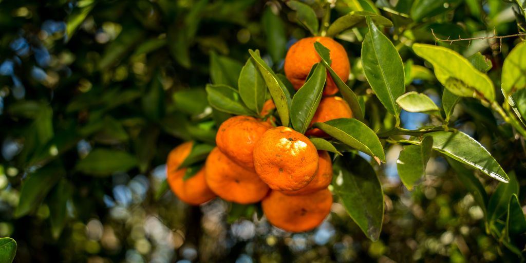 Projeto agroflorestal de 67M€ troca plantação de pera-abacate por pomar de tangerinas em Alcácer do Sal