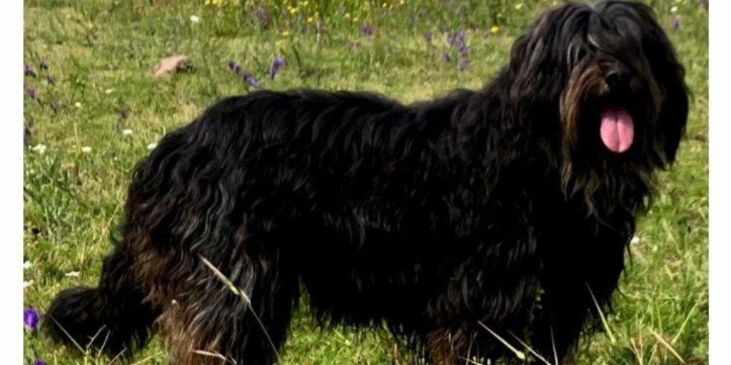 Arronches recebe 32ª Exposição Canina Nacional do Alto Alentejo