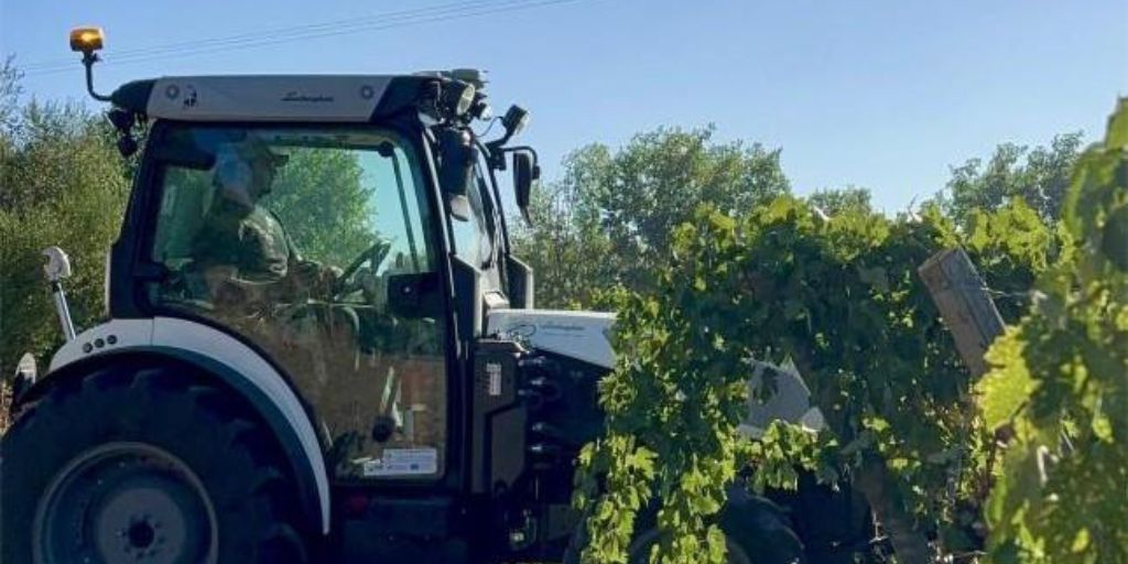 Universidade de Évora inicia Vindima 2025 na Herdade da Mitra