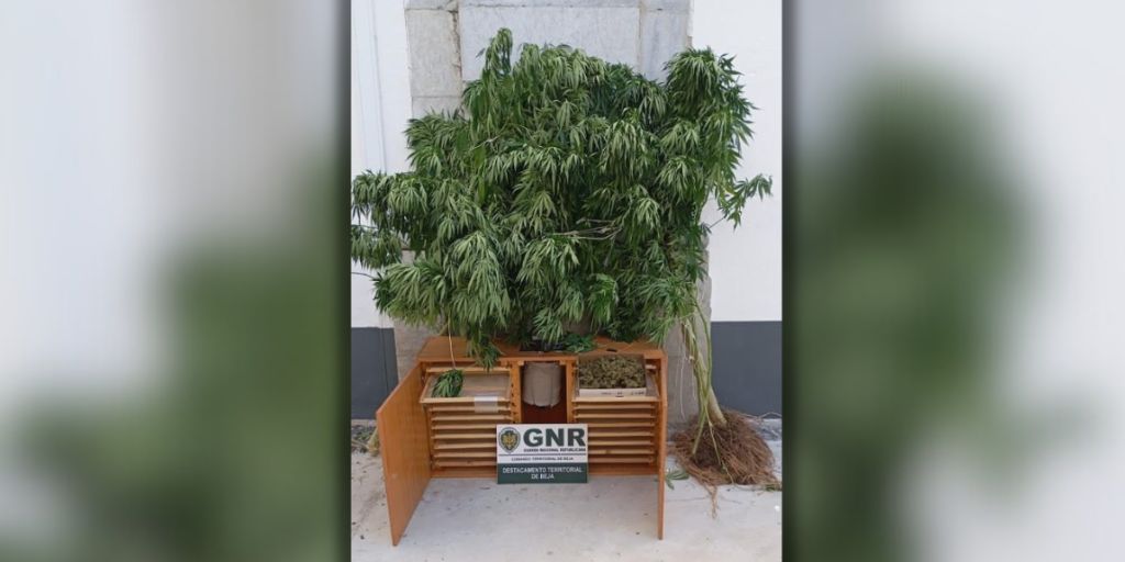 Homem detido em Alvito por cultivo de canábis