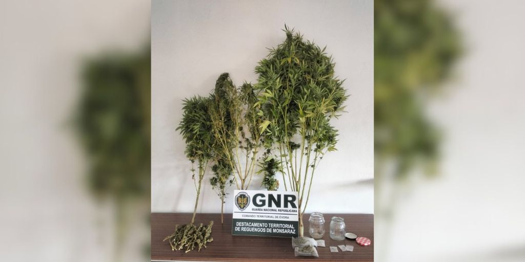 Dois detidos por tráfico de drogas no concelho de Vila Viçosa