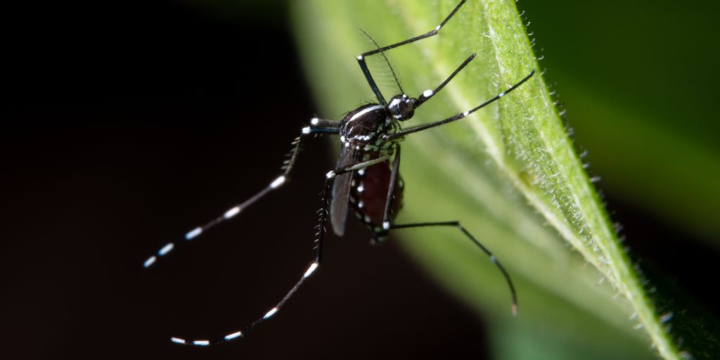 Febre do Nilo Ocidental: Alentejo regista oito focos em 2025 e DGAV reforça alerta
