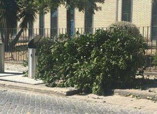 Deixou resíduos junto aos contentores em Évora e acabou identificado Resíduos verdes depositados junto a contentores em Évora
